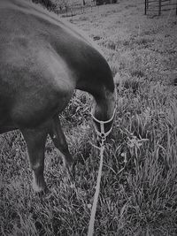 View of a horse grazing in field