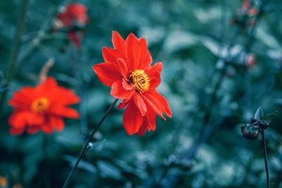 Beautiful fairy dreamy magic crimson scarlet red dahlia flowers on blurry blue green background