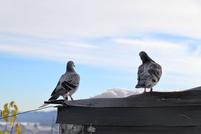 Low angle view of pigeons perching