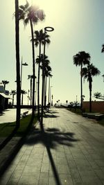 Palm trees on beach