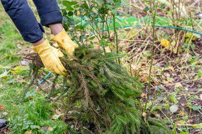 Shelter of roses with spruce branches. spruce branches in the hands of a gardener