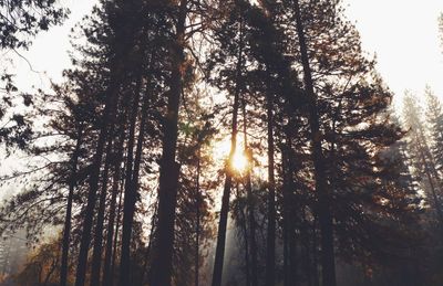 Sunlight streaming through trees in forest