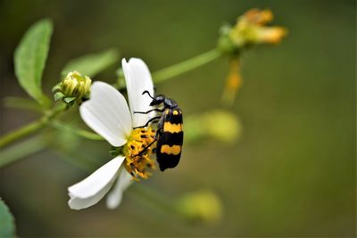 Close-up of yellow-banded blister beetle eating a white flower