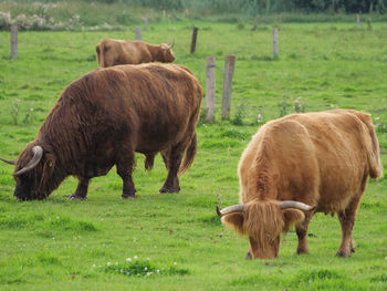 Mighty cows in westphalia