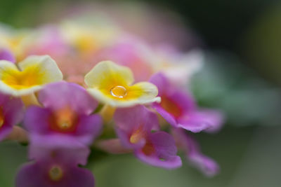 Close-up of purple flowers blooming outdoors