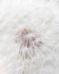 Close-up of dandelion on white flowering plant