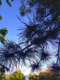 Low angle view of silhouette trees against sky