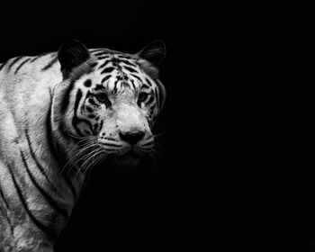 Portrait of a cat against black background