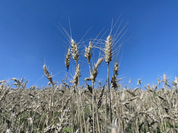 Close-up of wheat growing on field against blue sky