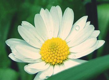 Close-up of white daisy
