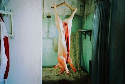 Pig hanging in slaughterhouse