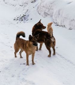 Two dogs on snow covered land