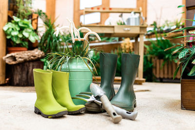 Close-up of potted plant on table