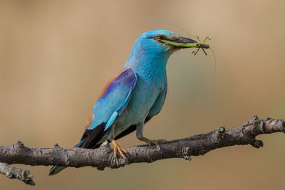 Close-up of roller bird eating grasshopper perched on branch