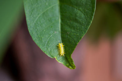 Close-up of green leaf