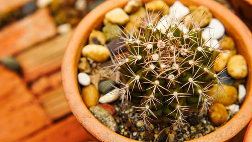 Close-up of succulent plant in pot