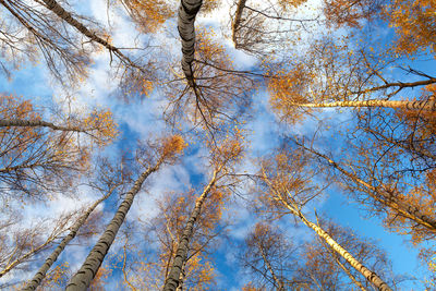 Directly below shot birch trees in forest against sky