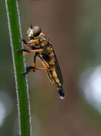 Close-up of insect on flower