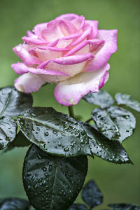 Close-up of wet pink rose flower