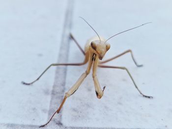 Close-up of insect