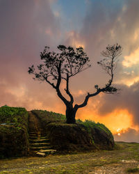 Trees on landscape against sky at sunset