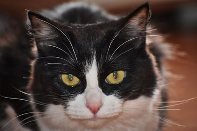 Close-up portrait of cat