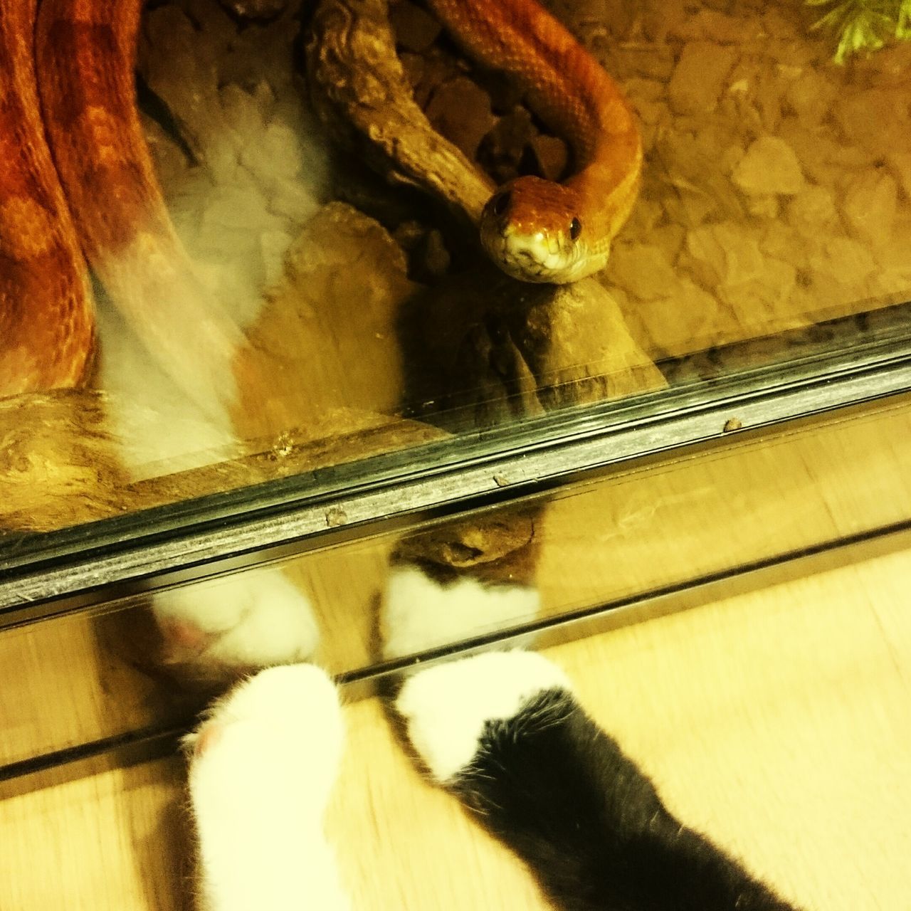 Snake meets cat