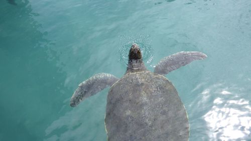 High angle view of fish swimming in sea