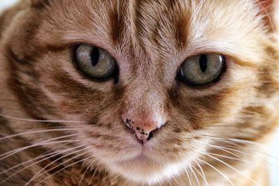 Close-up portrait of cat