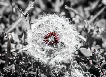 Close-up of flower against blurred background