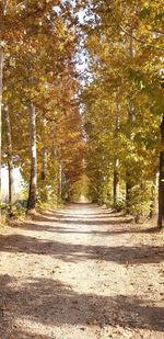 Road amidst trees during autumn