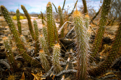 Close-up of succulent plant on field