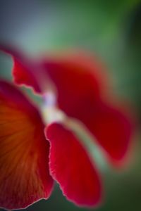 Close-up of red flower blooming outdoors