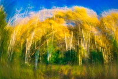 grass