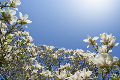 Close up of blooming magnolia against the blue sky