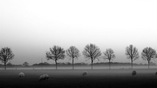 Flock of sheep grazing on field against sky