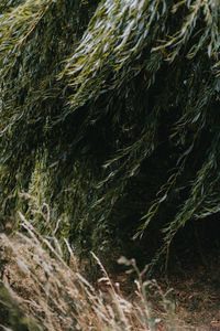 Full frame shot of plants growing on land