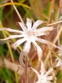 Close-up of fresh white flower blooming outdoors