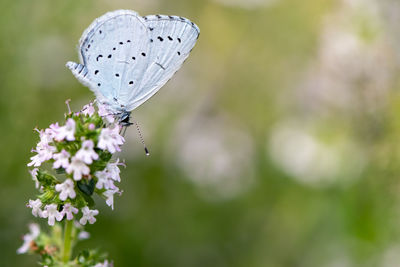 Close-up of butterfly pollinating on flower