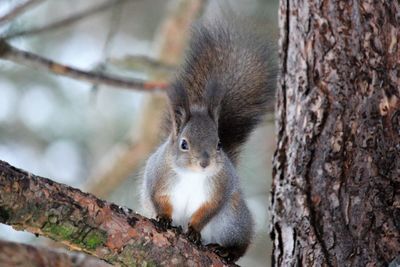 Squirrel on tree