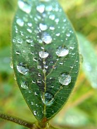 Close-up of water drops on plant