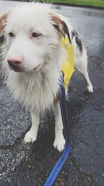 High angle view of dog looking away