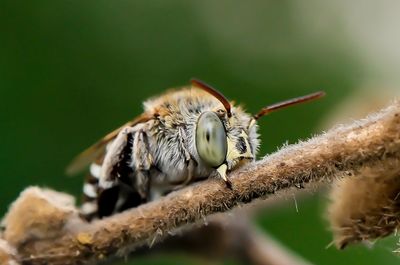 Close-up of insect