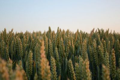 Close-up of stalks in field against clear sky