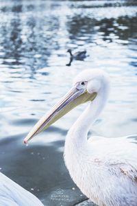 Close-up of duck swimming in lake