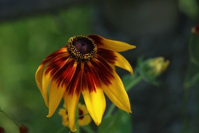 Close-up of yellow flower