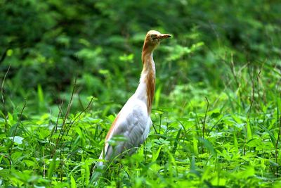 Bird on grassy field