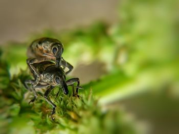 Close-up of insect on plant