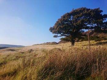 Scenic view of landscape against clear sky