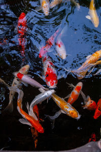 High angle view of koi carps swimming in pond